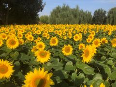 -长白岛森林公园