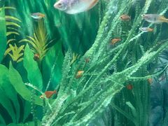 -上海海洋水族馆