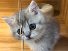 -猫十亿·布偶金渐层·曼基康矮脚猫舍(青年路店)