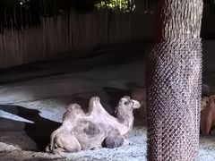 -上海野生动物园