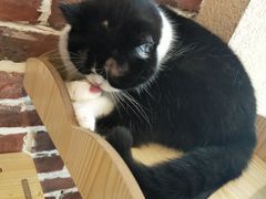 -猫友咖啡店(玉林西路店)