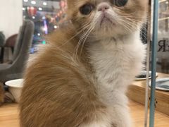 -袖虎·猫馆(体育西路店)