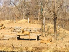 -北京野生动物园