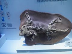 -重庆自然博物馆(新馆)