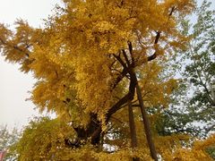 -清华大学玉泉医院