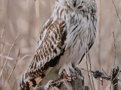 -野鸭湖国家湿地公园