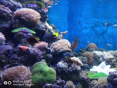 -成都浩海立方海洋公园