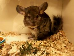 -龙猫仔乐园(惠福东路店)