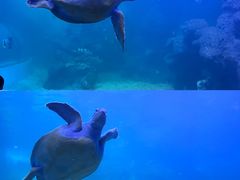 -左海海底世界