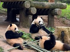 -都江堰中华大熊猫苑
