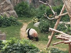 -香港海洋公园