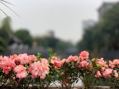 -成都市文化公园