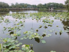 -荷塘月色湿地公园·向阳花洲