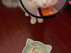 -爱侣宠医·鹦鹉专科·小型哺乳类·异宠专科(灵石路店)