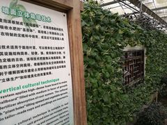 -上海都市菜园