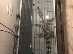 -平行世界·猫咖(首经贸店)