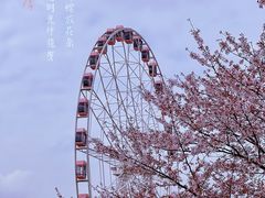 -顾村公园