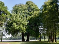 -南宁良凤江国家森林公园