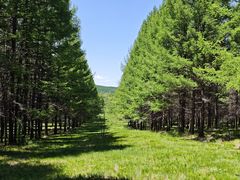 -塞罕坝国家级自然保护区