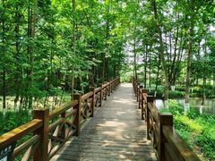 -桤木河湿地公园