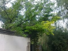 -紫竹院公园冰场