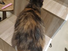 -藏猫猫咖啡主题馆(中央大道店)