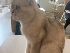 -飞行喵MR PILOT|猫舍·猫咖(静安大融城店)