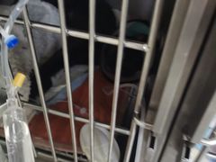 -安安宠医·安宠宠物医院