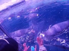 -暹罗海洋世界