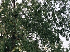 -天津金海湖