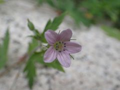 -碓臼峪自然风景区