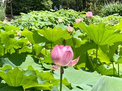 -陈家山荷花公园