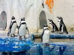 -太平洋海底世界