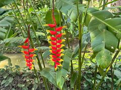 -中国科学院西双版纳热带植物园