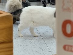 -喵园·猫主题咖啡厅·撸猫·猫咖(国贸店)