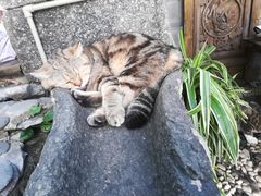 -喵屿·大理花园猫咖