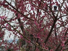 -龟山风景区-龟山电视塔