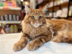 -糯米喵星人总部直营旗舰店·猫舍·幼猫出售