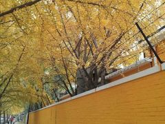 android_upload_pic-三里屯东五街银杏大道