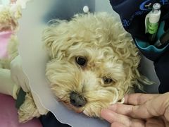 -北京观赏动物医院·24小时大型综合·猫专科·异宠专科