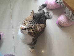 -平行世界·猫咖(首经贸店)