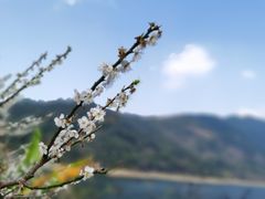 -广州市流溪河国家森林公园
