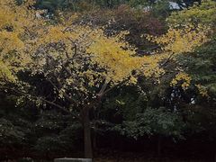 -上海共青森林公园