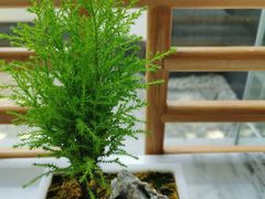 -御仙都北京菜馆·烤鸭店(双井店)