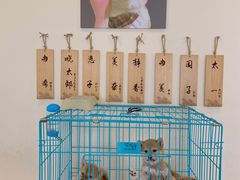 -柴犬小屋·柴餐厅·狗咖食堂(金鼎广场店)