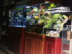 -中环花鸟鱼虫市场