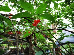 -樱桃山旅游景区