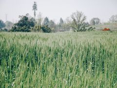 -三圣花乡旅游区