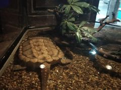 -暹罗海洋世界