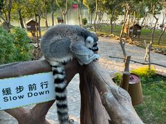 -上海野生动物园